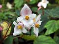 Iridescent-Leaf Begonia
